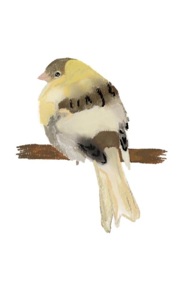Canary - Notebook 2