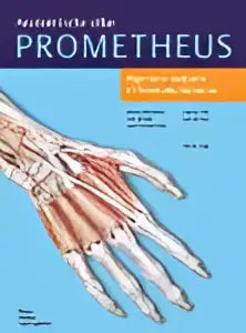 Anatomische diagram van de menselijke hand met gelabelde spieren en pezen in algemene anatomie van erik schulte en michael schünke
