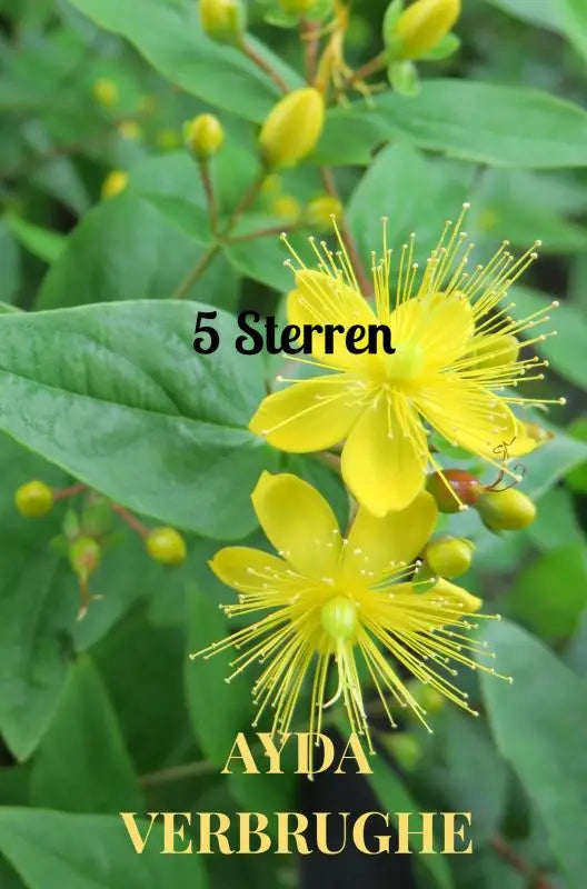 Helder gele bloemen met fijne stekelige meeldraden en groene bladeren van het product 5 sterren