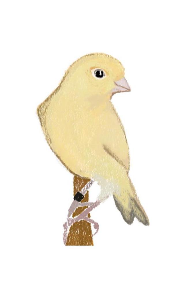 Canary - Notebook 1