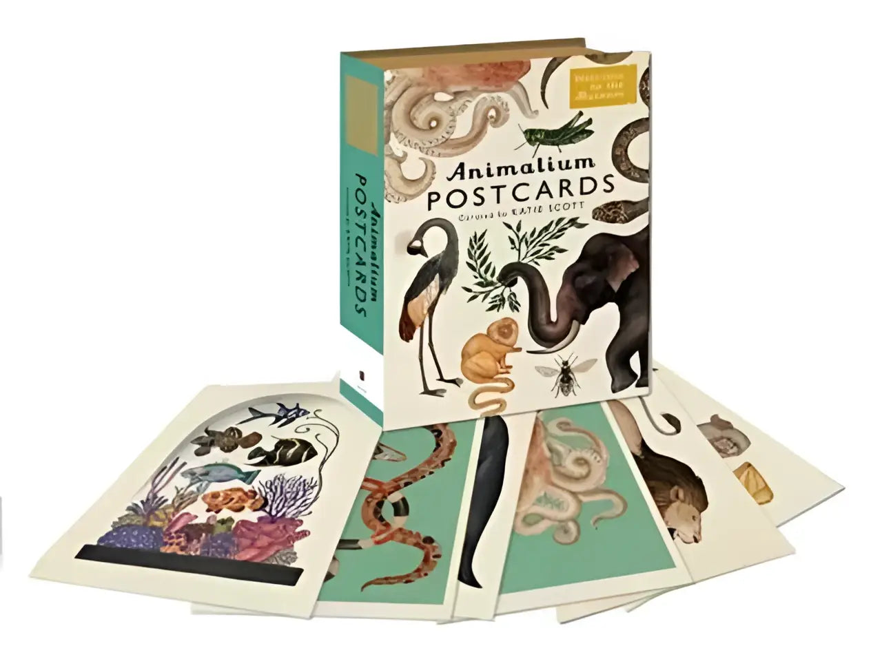 Een prachtig geïllustreerde set animalium postcards met levendige dierontwerpen op crèmekleurige ansichtkaarten voor jonge lezers