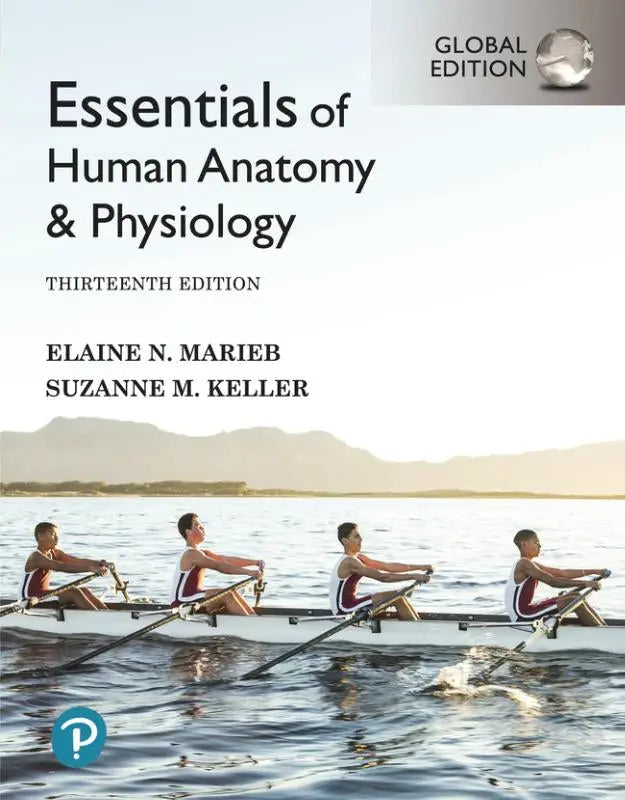 Cover van essentials of human anatomy and physiology dertiende editie door elaine n met globale editie en klinische dekking