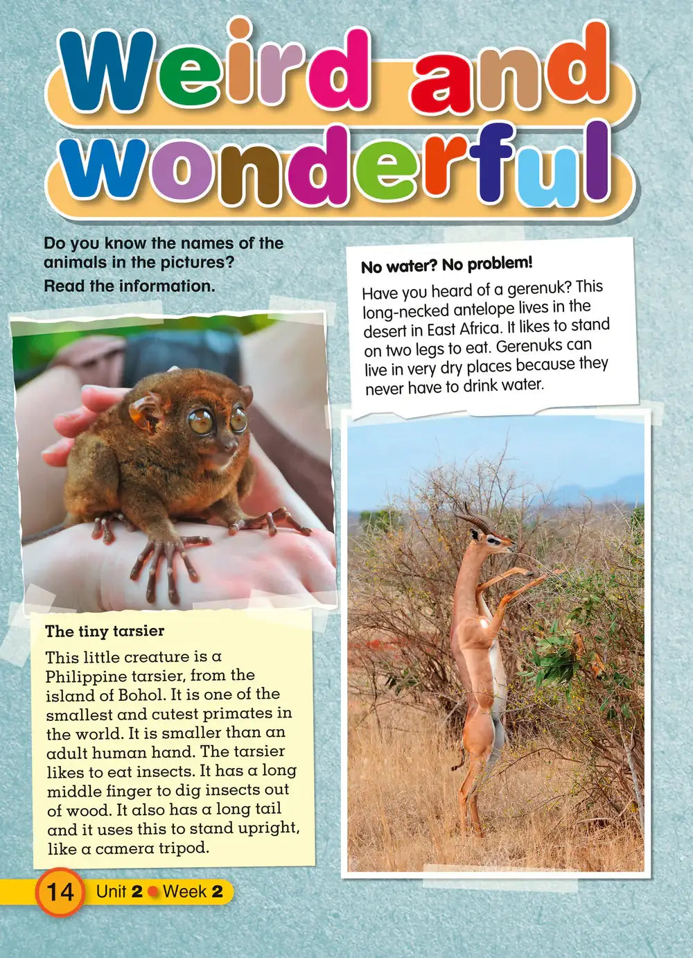 A small brown tarsier with large eyes gently held in hands illustrating collins explore english student’s resource book 5