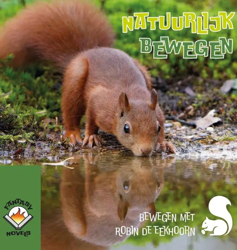 Een rode eekhoorn met een pluimstaart drinkt uit een plas met zijn reflectie zichtbaar natuurlijk bewegen