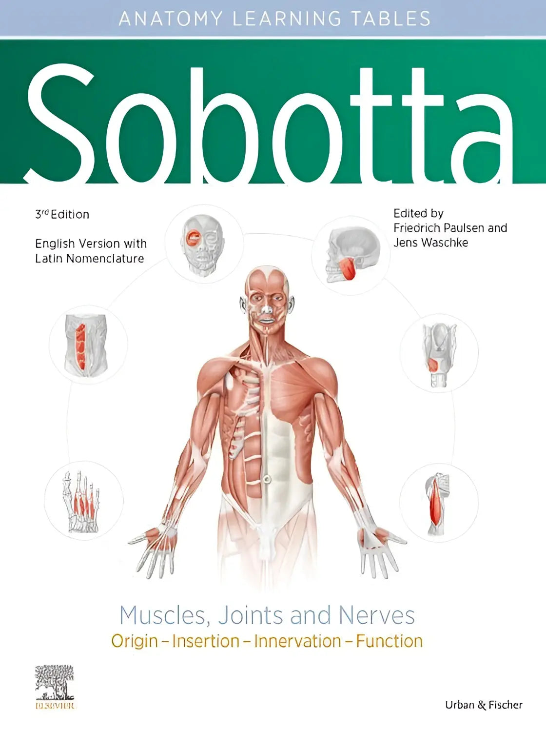 Sobotta learning tables of muscles joints and nerves english edition showing detailed red muscles and nerves illustration